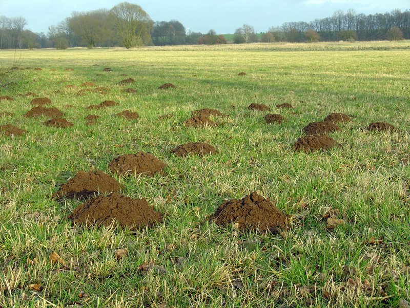 SenseOf_OUTRAGE's tweet image. #FunFact #Ireland #NoShamrockForTrump

Ireland totally lacks small burrowing mammals like moles.

#BoycottDoonbeg
#BoycottIrishOpen

mammal.org.uk/british-mammal…