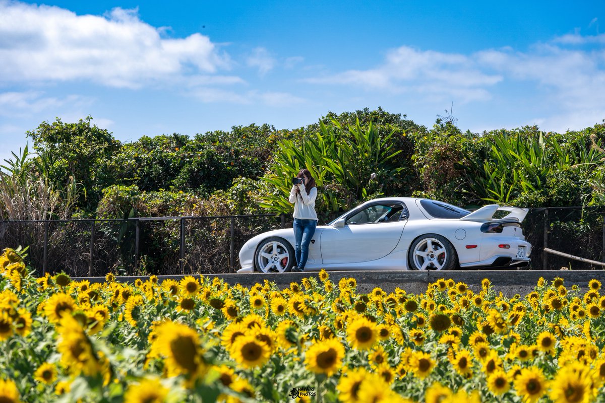 FD3S_Spirit_R_'s tweet image. Sunflower🌻

#sunflower