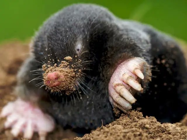 SenseOf_OUTRAGE's tweet image. #FunFact #Ireland #NoShamrockForTrump

Ireland totally lacks small burrowing mammals like moles.

#BoycottDoonbeg
#BoycottIrishOpen

mammal.org.uk/british-mammal…