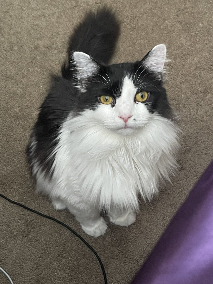 pepper 🌶️ & lugosi 🧛🏻‍♂️ tweet media