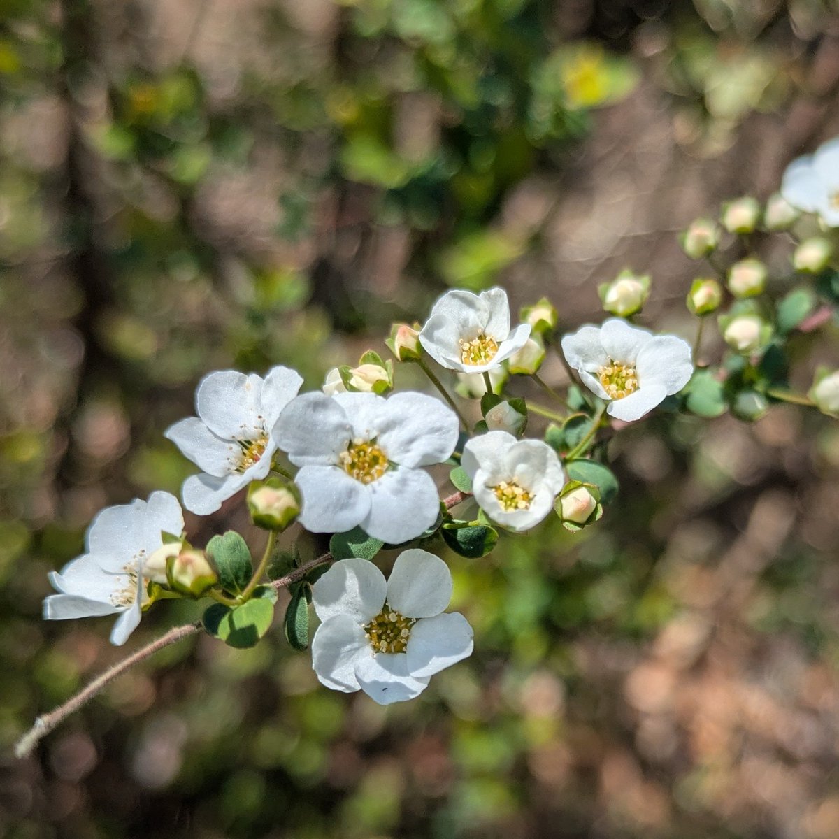 おはようございます☀️
そろそろ靖国神社開花🌸✨
明日休みは嬉しいけど
私は3連休じゃないのよね😆

では今日も行ってきます
良い1日を🍀✨✨