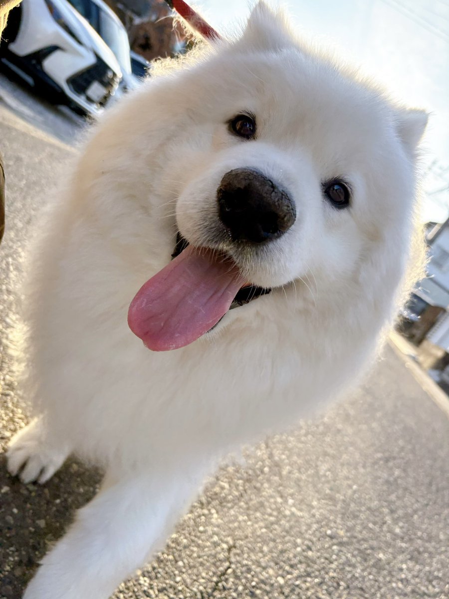 サモエドのサニー tweet media