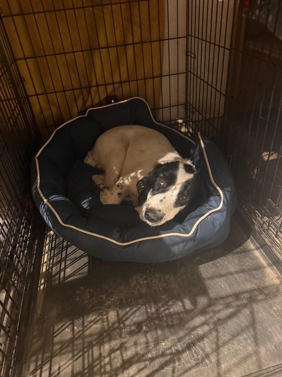 if Dan Carter was a very handsome spaniel tweet media