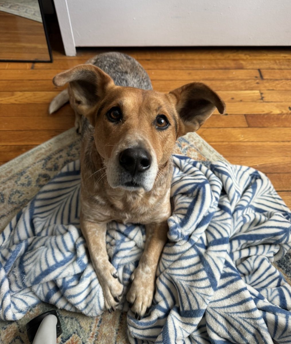 Sophie Vershbow tweet media