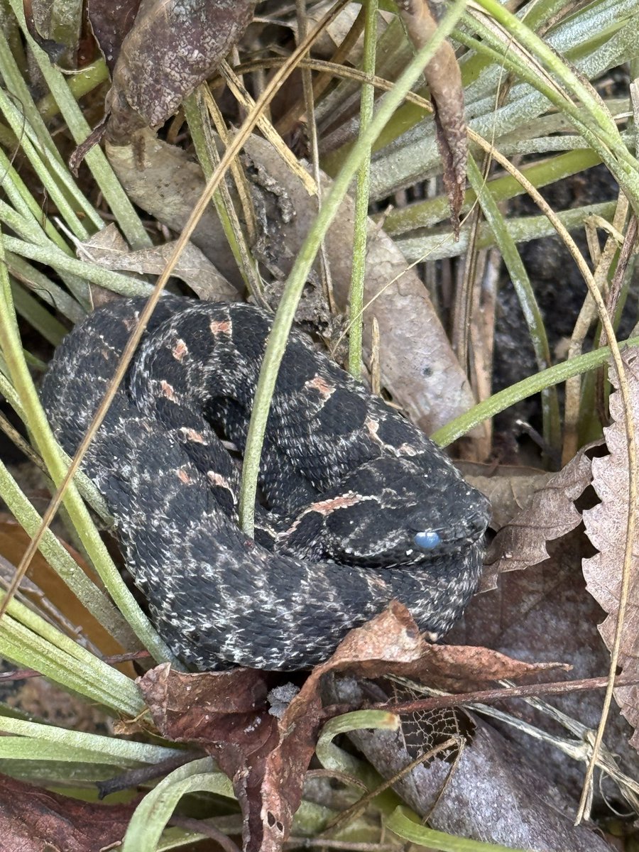 dolbyl's tweet image. Everyday is a good day for a hike in Florida ☀️. My trail friends agree. #optoutside #getoutside #nature #NaturePhotography #lovefl #hikefl #hikeflorida #floridatrails #trailslikethese