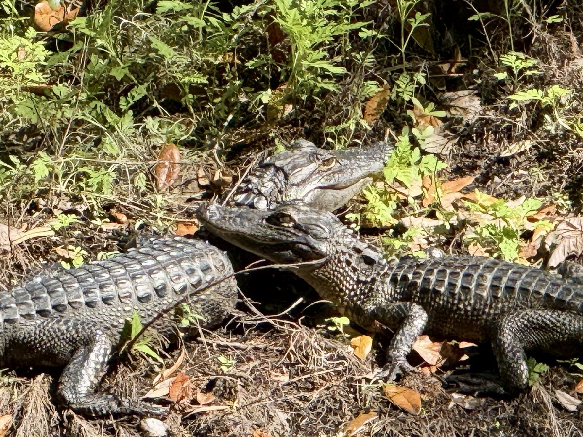 dolbyl's tweet image. Everyday is a good day for a hike in Florida ☀️. My trail friends agree. #optoutside #getoutside #nature #NaturePhotography #lovefl #hikefl #hikeflorida #floridatrails #trailslikethese