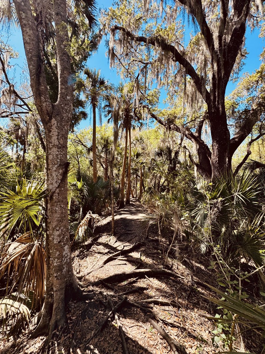 dolbyl's tweet image. Everyday is a good day for a hike in Florida ☀️. My trail friends agree. #optoutside #getoutside #nature #NaturePhotography #lovefl #hikefl #hikeflorida #floridatrails #trailslikethese
