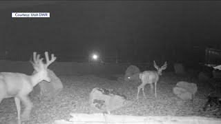 Ken Layne tweet media