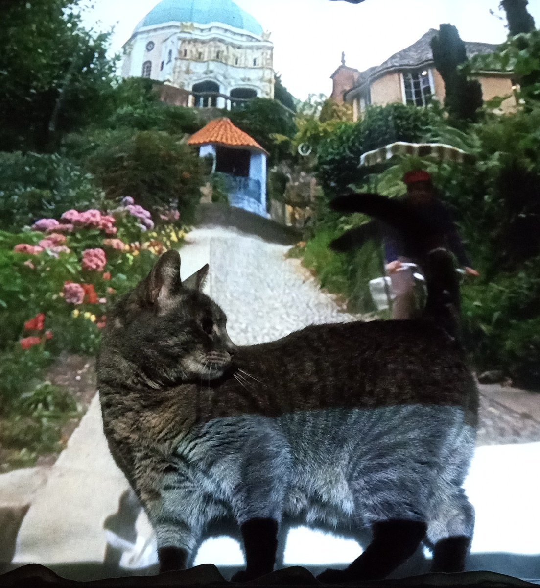 Golydones! 𓊜 tweet media