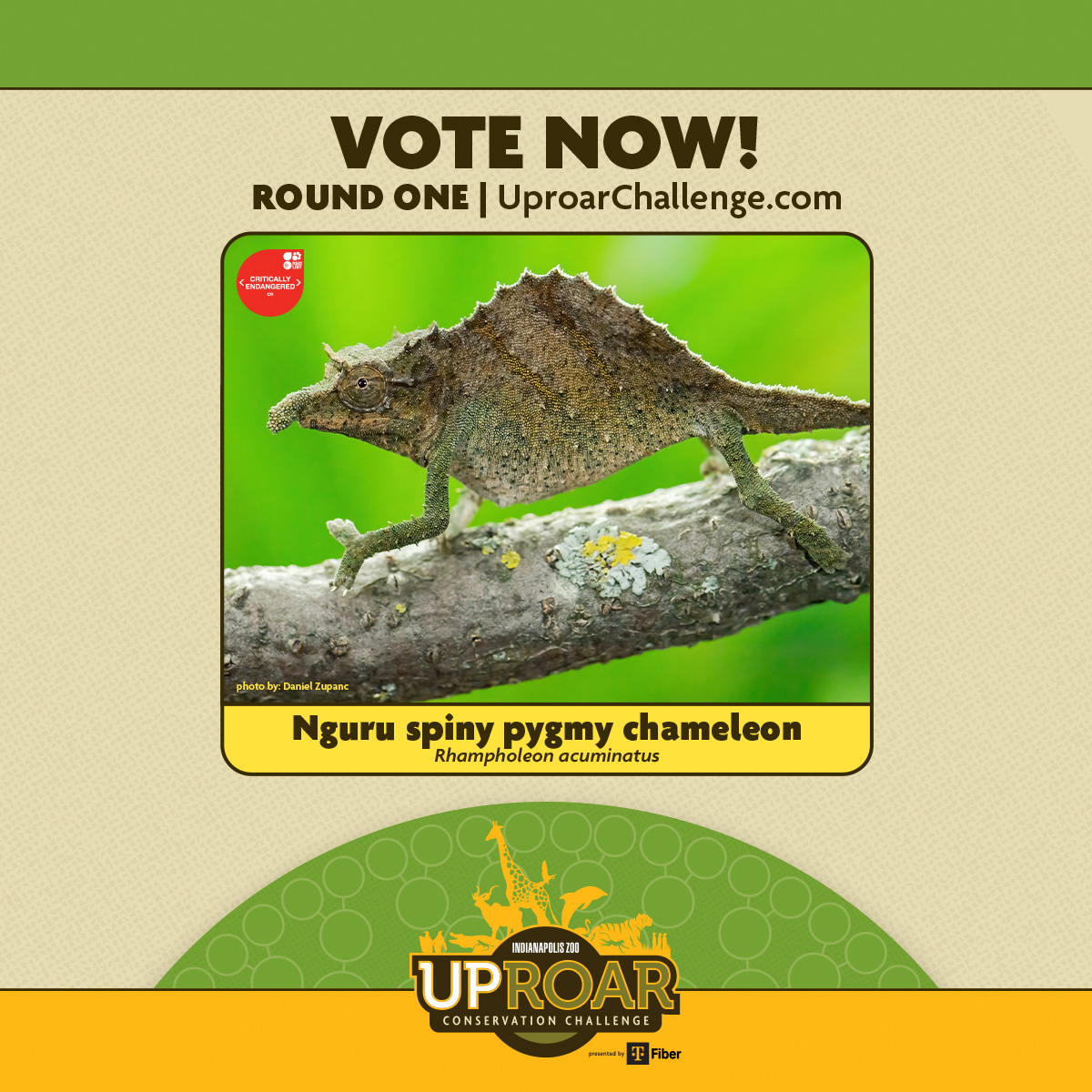 IUCNchameleons's tweet photo. Help Rhampholeon acuminatus come roaring back by casting your vote in the Uproar Conservation Challenge! Every vote helps our species advance to the next round and brings us closer to the $10,000 conservation prize!

Round one voting ends March 19 https://t.co/QUReppOYys https://t.co/hmOmCtfBr3