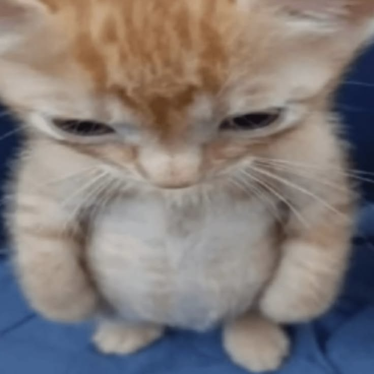 juno ★ tweet media