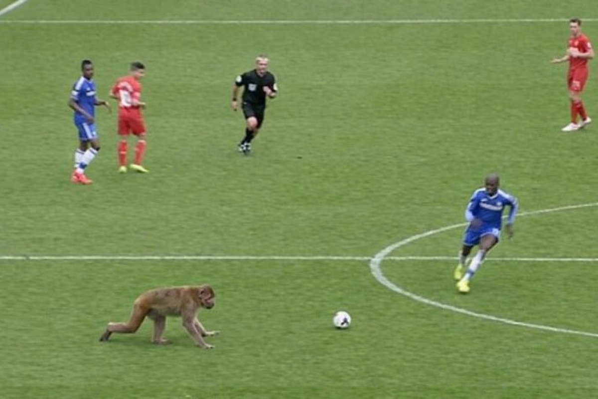 drburuk ☘️ tweet media