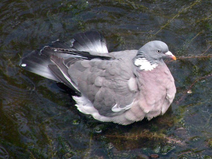 a_london_pigeon's tweet photo. 📷 sally garland @florestaqueen #June2016
.. having a blissful bath today #Torquay #Devon https://t.co/xbMWmZFQuO