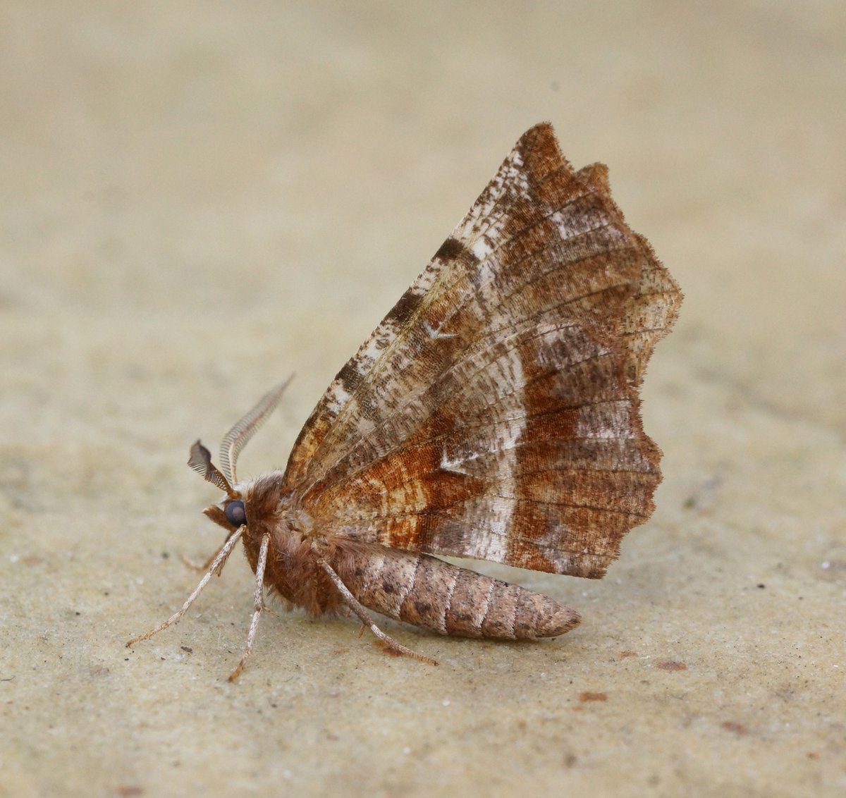 Ben Sale tweet media