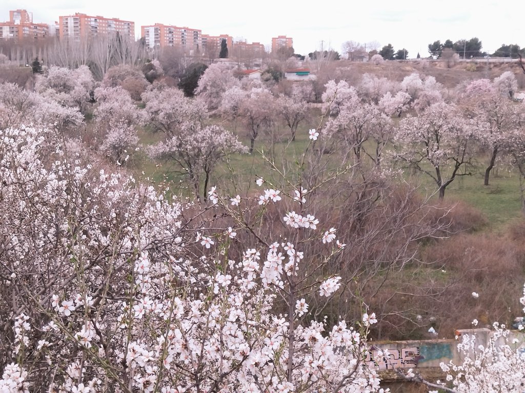 Salvar Hortaleza tweet media