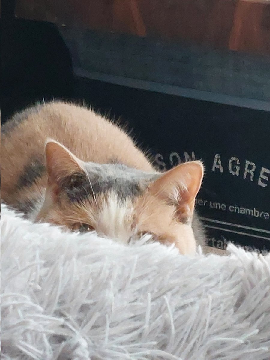 ひまわり tweet media