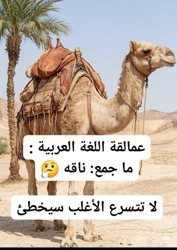 نجلاء tweet media