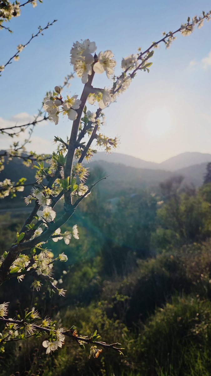 Las flores siempre saludan.