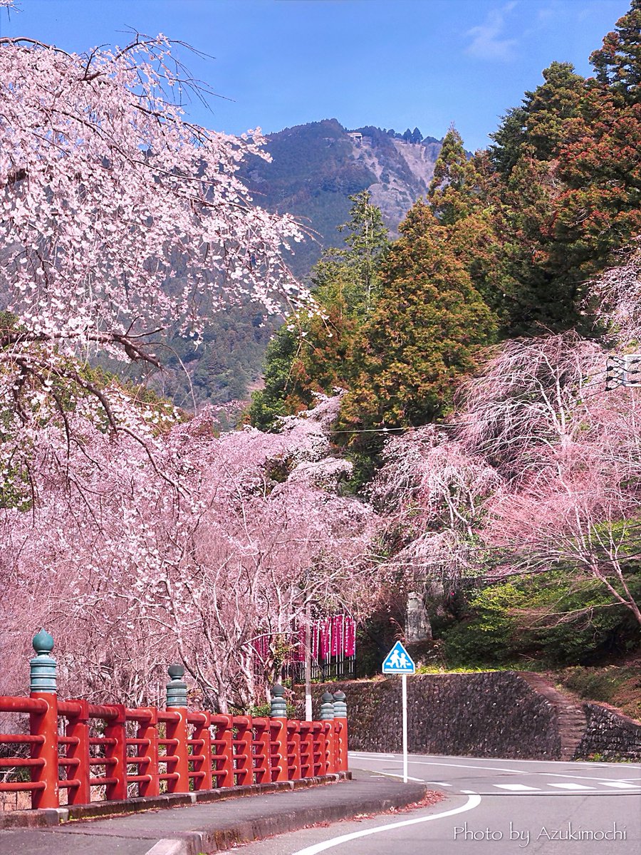 身延山に春が訪れました🌸*:･ﾟ

※昨日撮影です