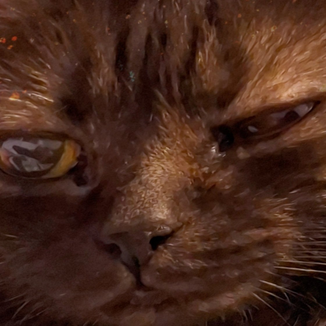 ฅ^•ﻌ•^ฅYuemie.。*♡ tweet media