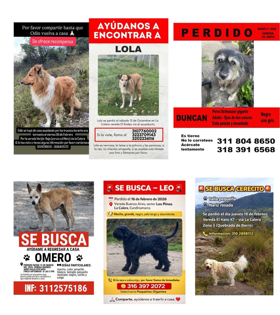 Marce Tabares 🐶 tweet media