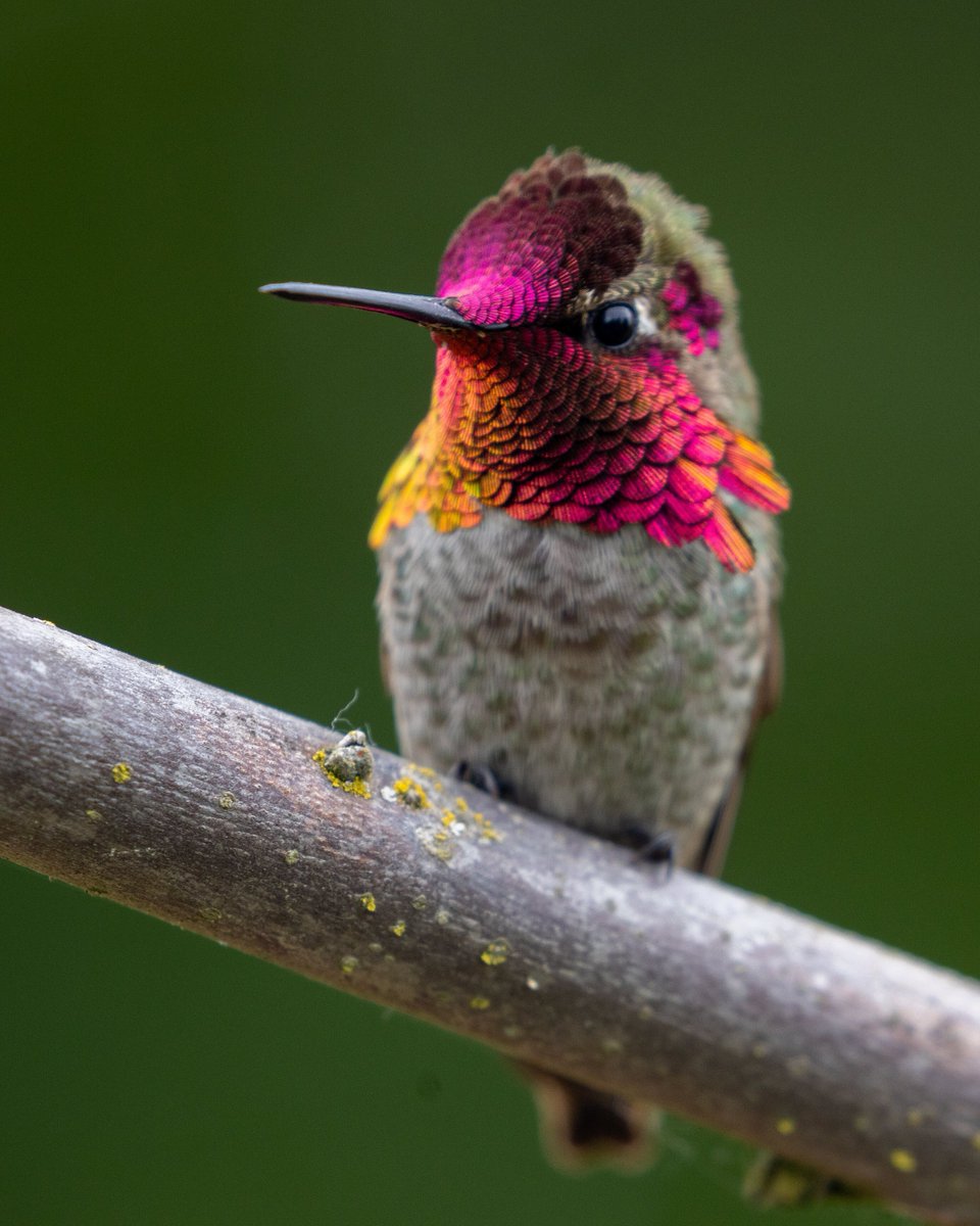 Morning light catching the gorget of an Anna’s hummingbird at Tualatin River National Wildlife Refuge in Oregon.