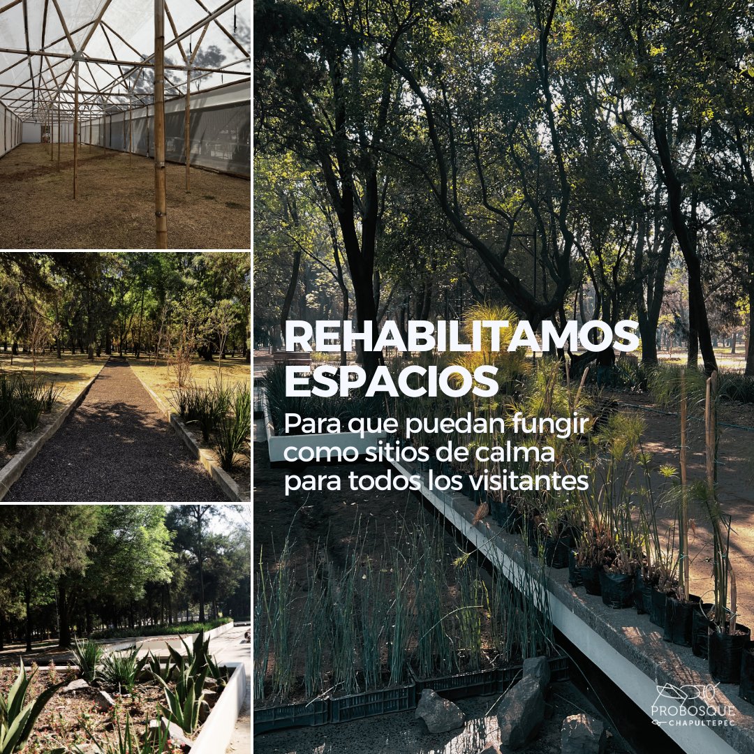 Pro Bosque Chapultepec tweet media