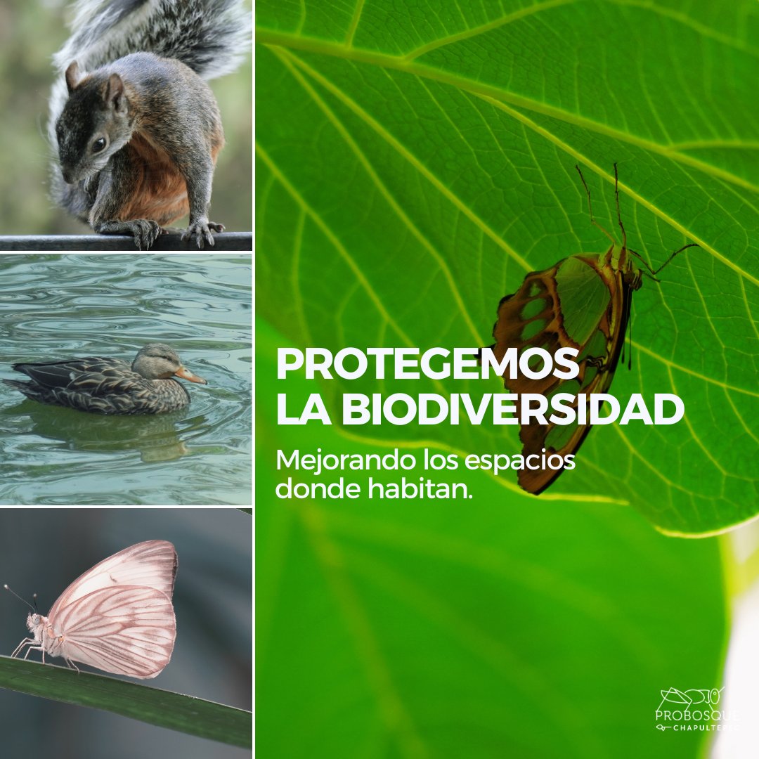 Pro Bosque Chapultepec tweet media