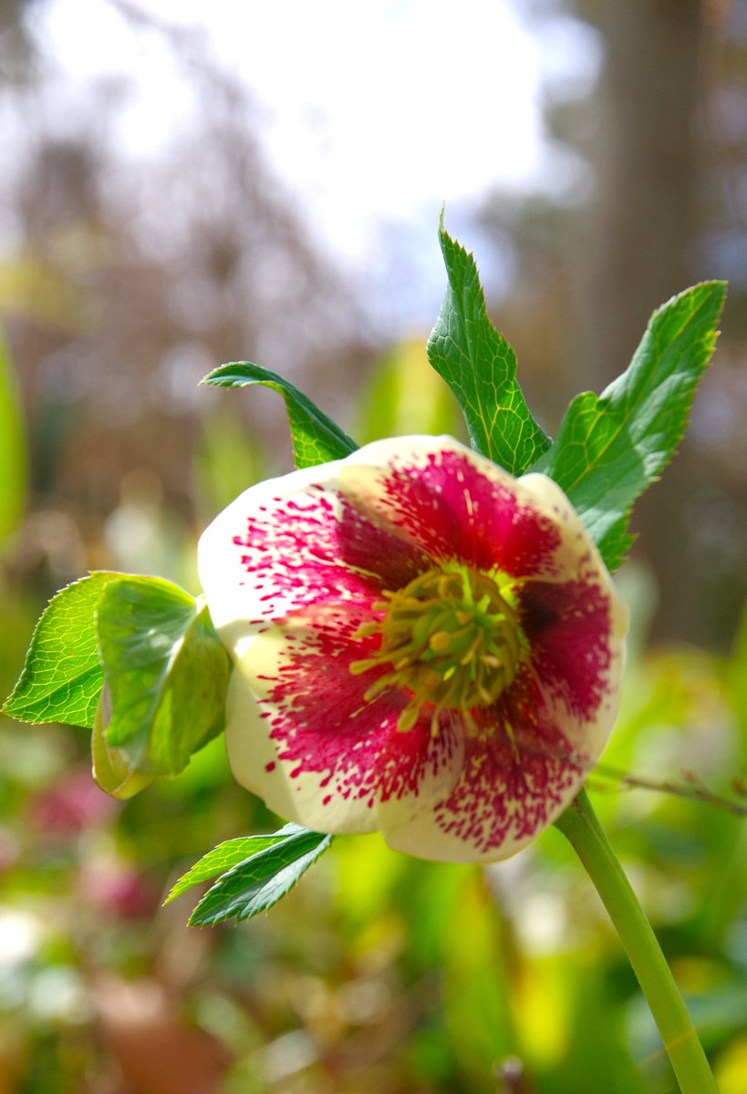 Ｓｅｉ❀低浮上中_(._.)_❀ tweet media