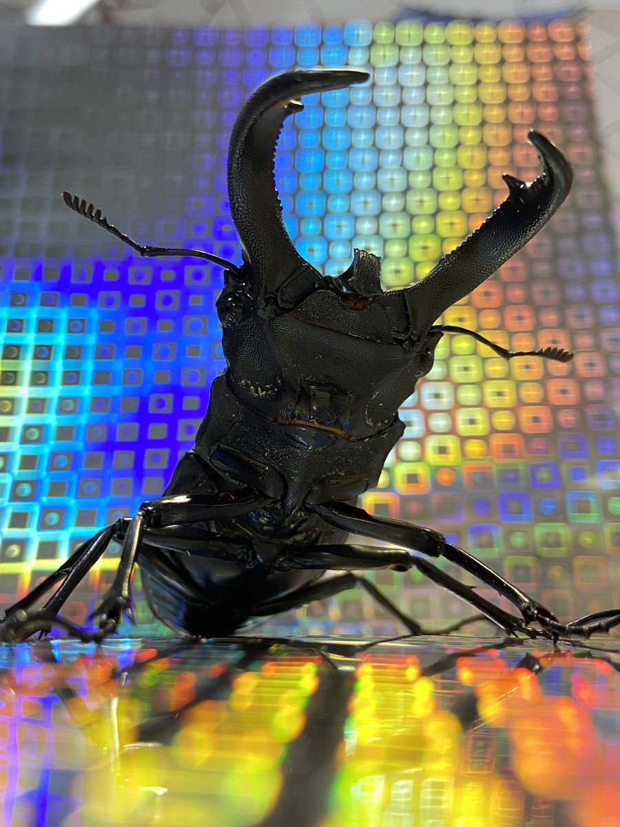 ビソン🐞 tweet media