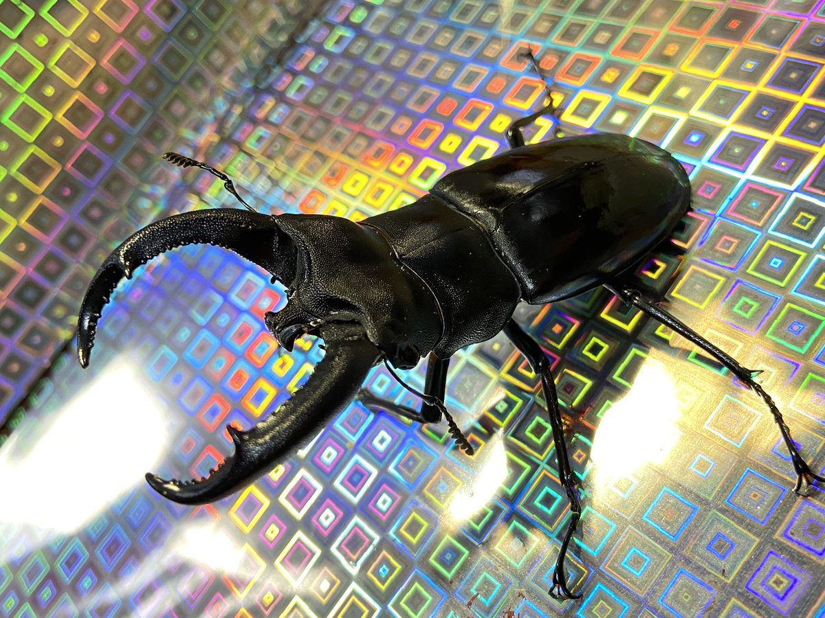 ビソン🐞 tweet media