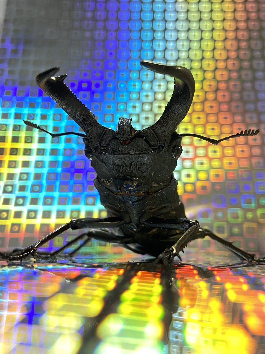 ビソン🐞 tweet media