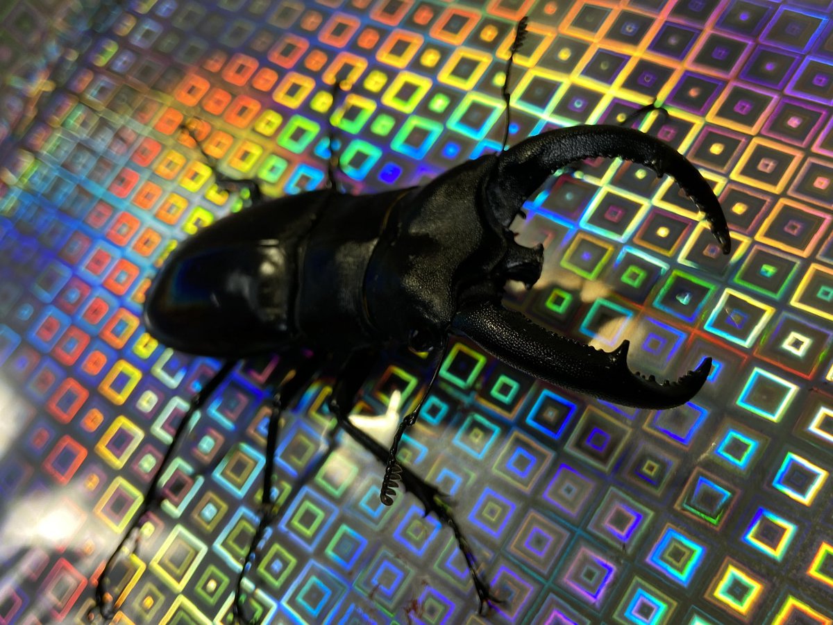 ビソン🐞 tweet media