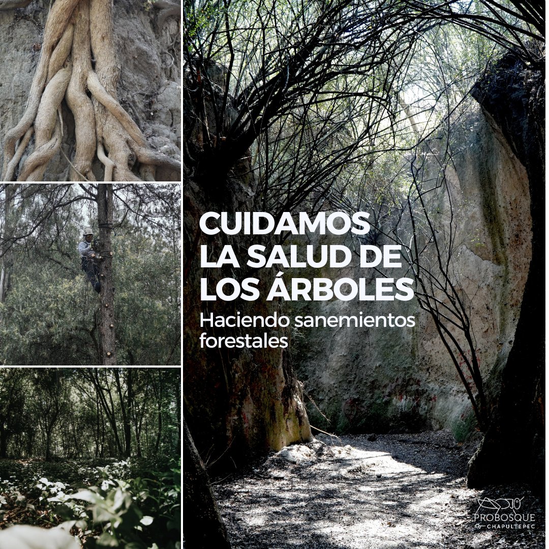 Pro Bosque Chapultepec tweet media