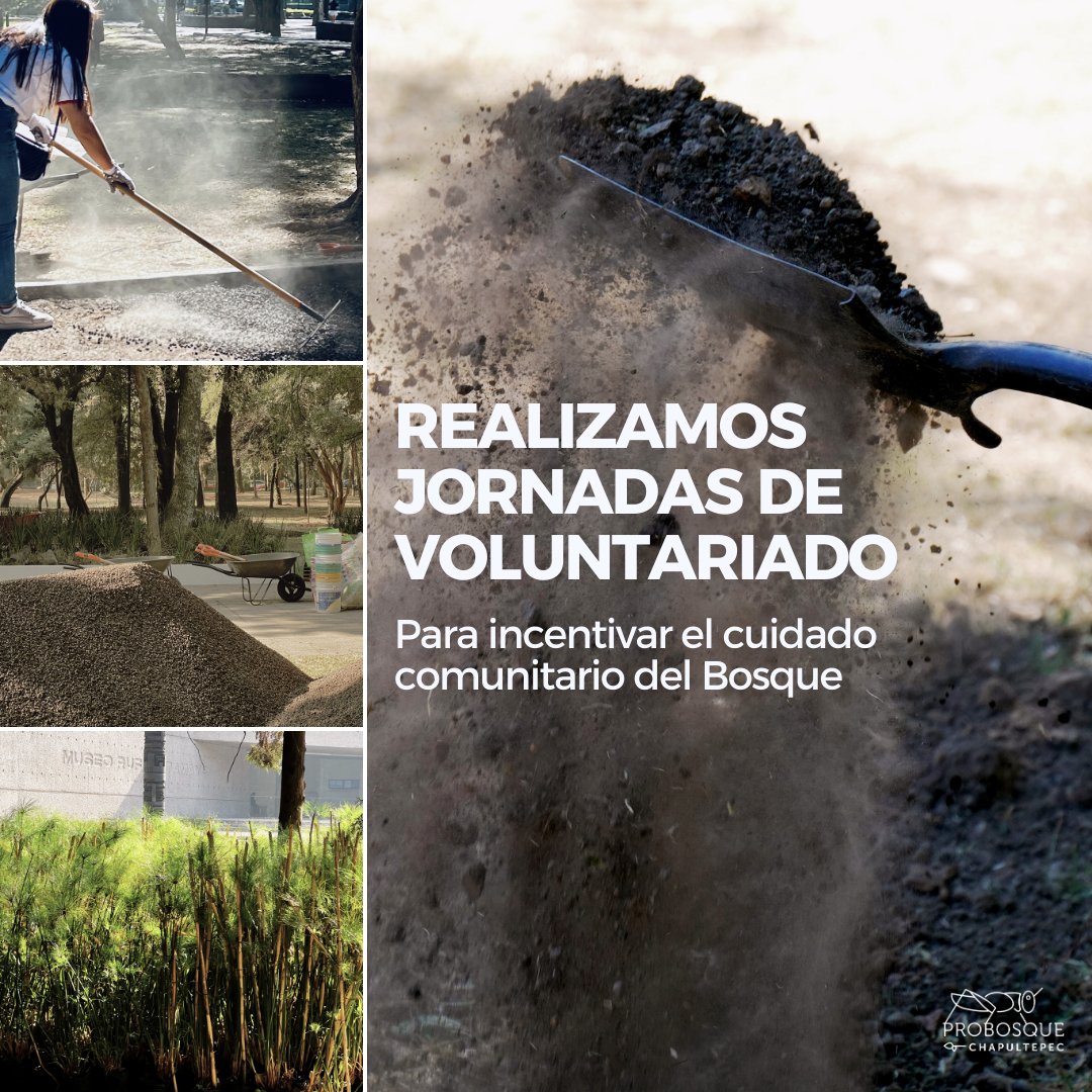 Pro Bosque Chapultepec tweet media