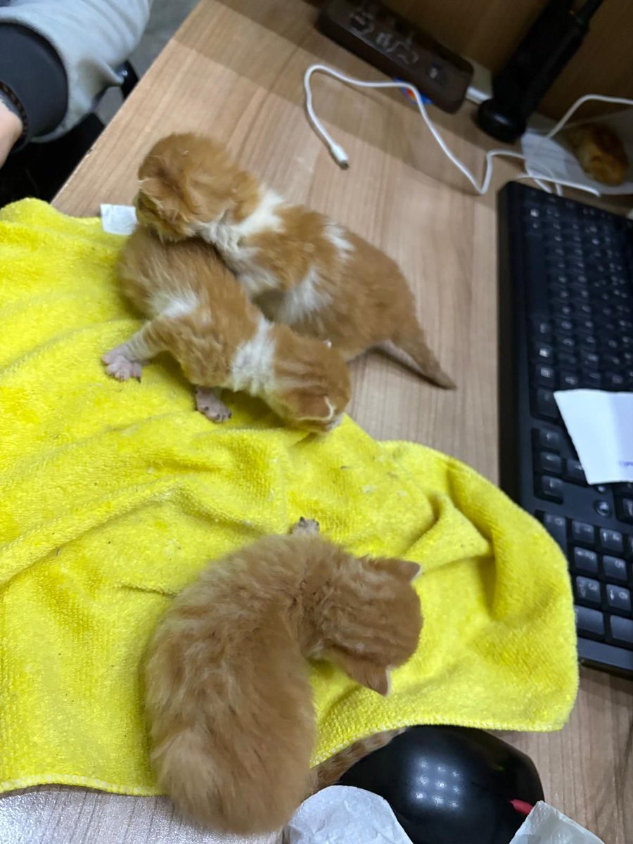 Zülal Kutluer tweet media