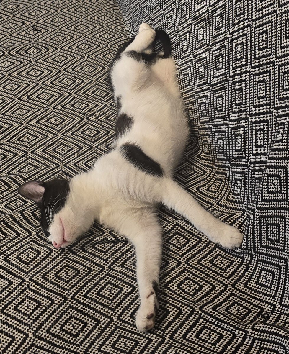 Bisss uyuyos,iyi geceler iyilerr✨️😴🐾