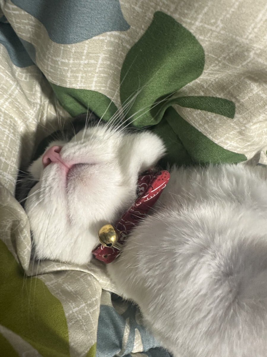 SK74303424's tweet photo. 大丈夫〜埋まってるだけ〜
FIP投薬プログラム終了まで後4日の猫

Don’t worry, just taking up space~
My cat has 4 days left in his FIP treatment program.
＃猫のいる暮らし
＃FIPwarrior https://t.co/WU11Z1RjAk