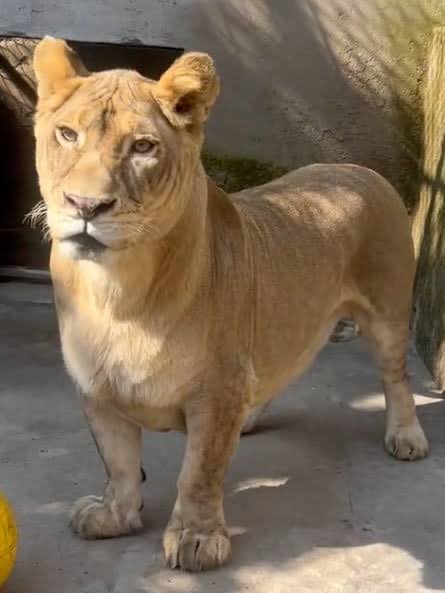 Tæner𝕏 tweet media