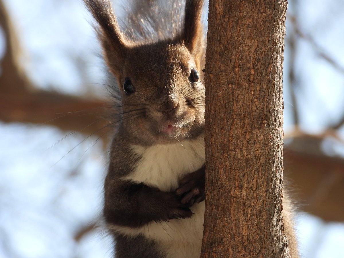 ottantans's tweet photo. なんかずっとこっち見てたエゾリス🐿️ https://t.co/IWznkA9dm3