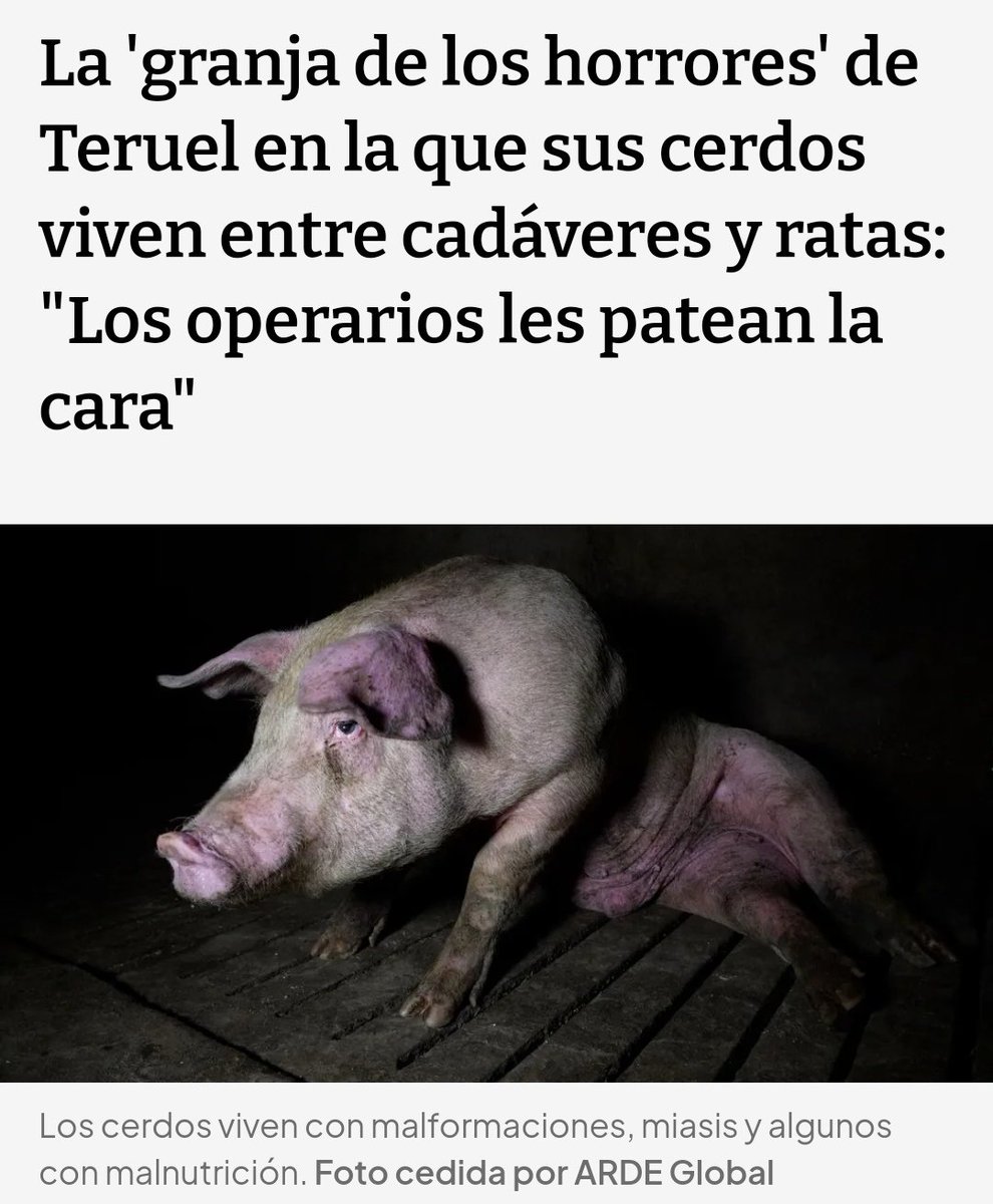 amaregar's tweet photo. URGENTE.
"La Granja de los horrores"
#MaltratoAnimal
#Teruel
Los operarios les patean la cara a los cerdos
Están sucios con tumores, enfermedades, heridas, úlceras y sin atención veterinaria
#StopMacrogranjas
https://t.co/Ic8cbDIiWd a través de @undefined https://t.co/tdwGEWmZiG