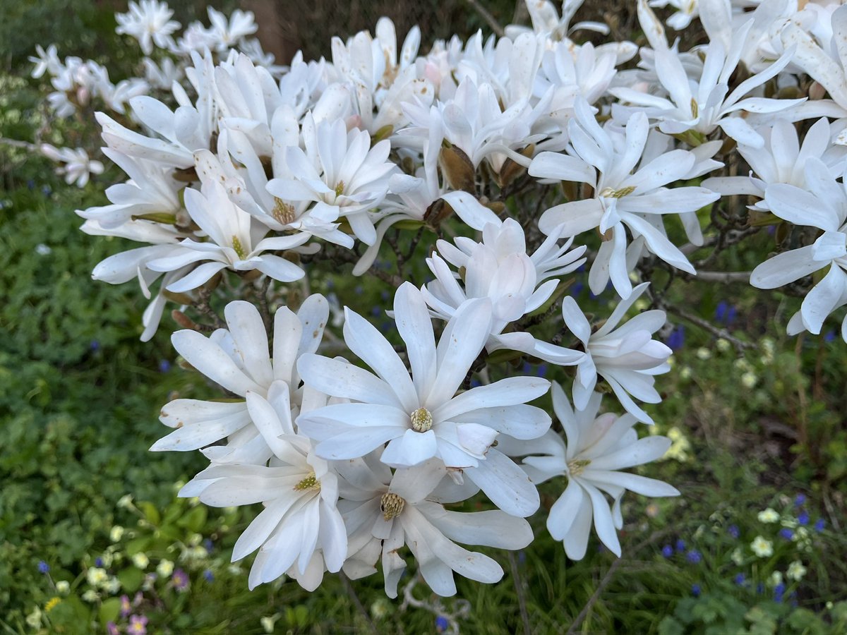 Exeter Trees tweet media