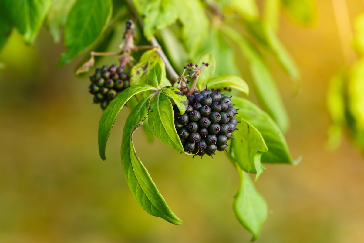 NewsMedical's tweet image. Is Siberian ginseng (Eleuthero) the ultimate adaptogen for stress and energy? 🧠⚡ Read more: news-medical.net/health/Eleuthe… #Adaptogens #Wellness #HerbalMedicine