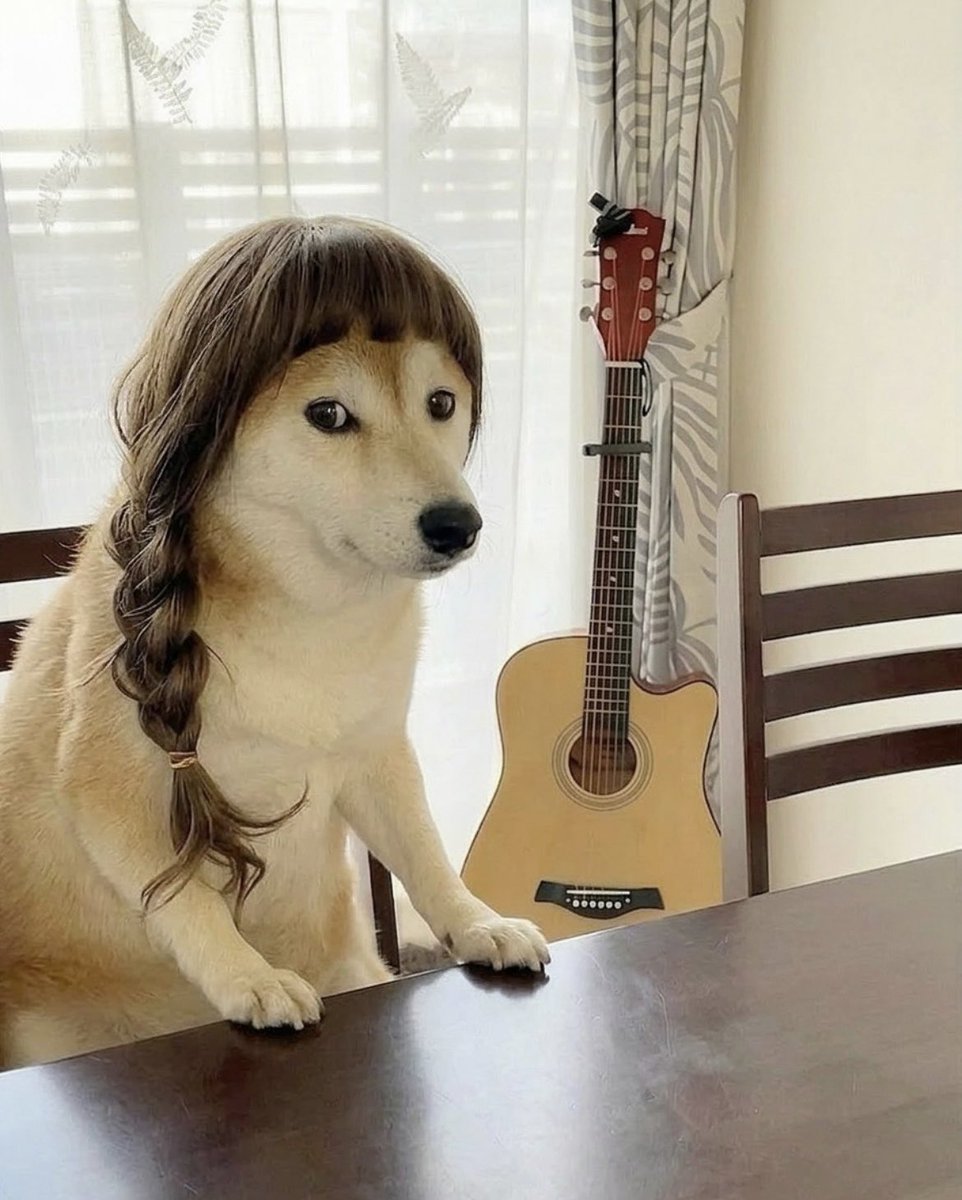 柴犬·͜·♡もも tweet media