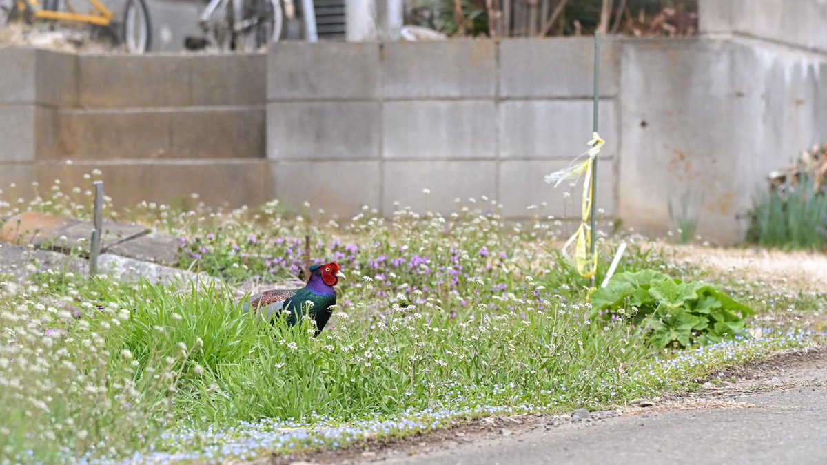 手がカイロ tweet media