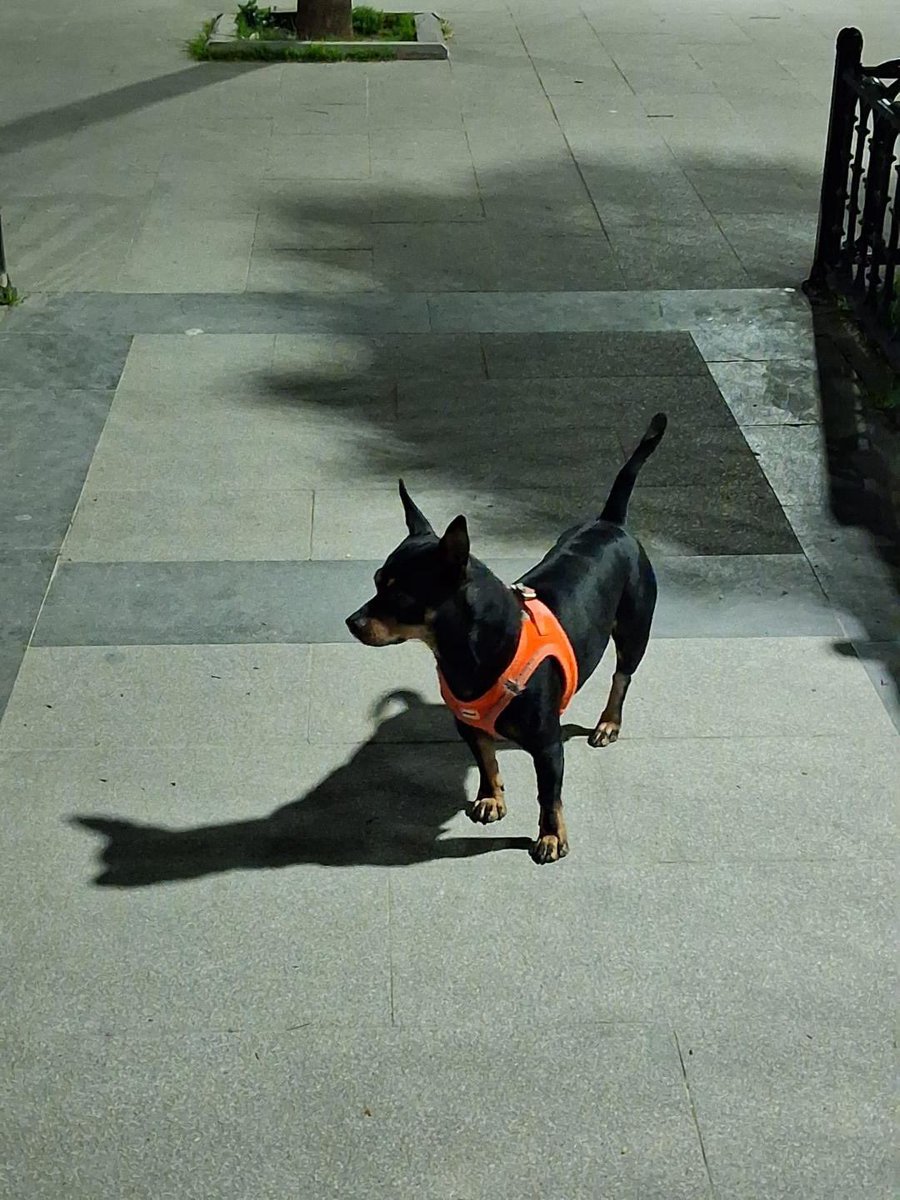 Bıyıklı Kedy Leon 🐱 tweet media