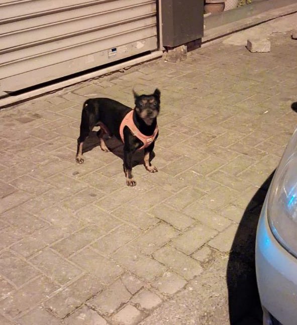 Bıyıklı Kedy Leon 🐱 tweet media