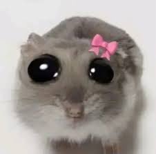 madeleine-ruth ʕ·ᴥ·ʔ tweet media