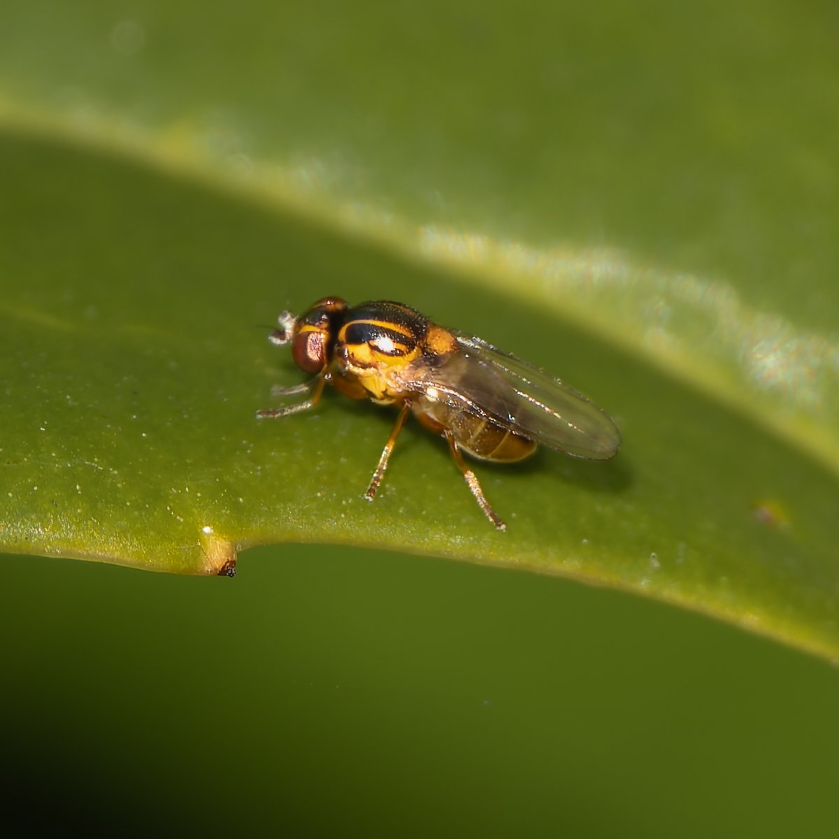 David Turner (gs65 on B S k y) tweet media