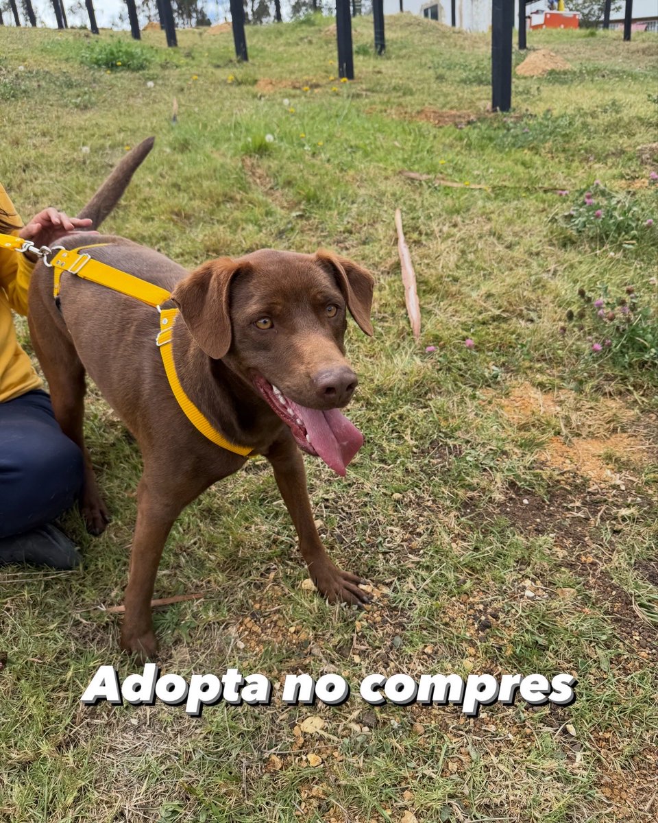 ¡ADOPTA A JUMBO! 🐾 Con solo 2 AÑOS, este grandulón llegó SOLITO a nuestra antigua sede buscando AMOR. Hoy es el ser más FELIZ, pero sueña con un HOGAR PARA SIEMPRE. 🏠 Puedes ADOPTARLO o APADRINARLO aquí colitasfelices.org/adopciones/jum… 🔗 ¡COMPARTE! Entre todos lograremos que JUMBO